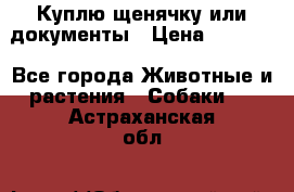 Куплю щенячку или документы › Цена ­ 3 000 - Все города Животные и растения » Собаки   . Астраханская обл.